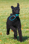 Sadie Plays at the Park!